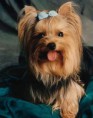 /album/galeria-de-fotos/yorkshire-terrier-jpg/